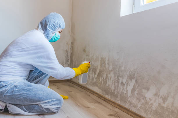 Mold Remediation specialist working in Safety Harbor