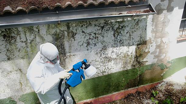 Mold Remediation service in Safety Harbor, Safety Harbor, FL